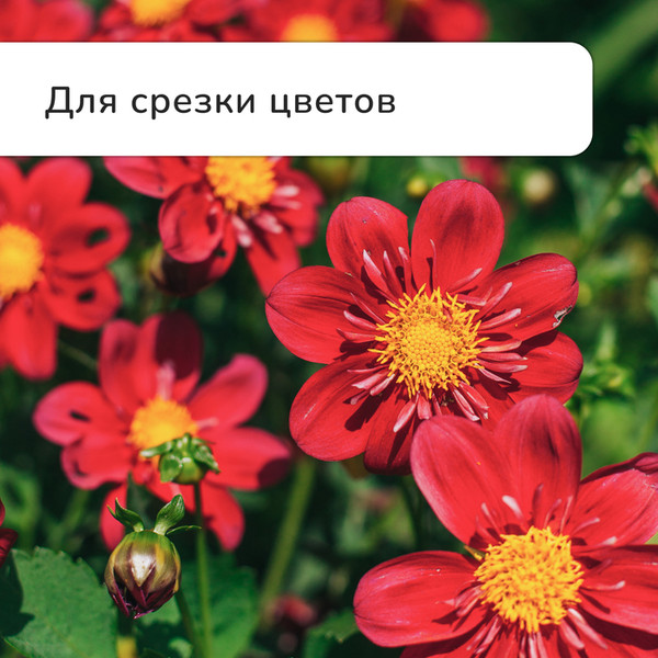 Садовые ножницы механические GREENGO 150785- фото10, картинка10 Садовые ножницы механические GREENGO 150785- фото10